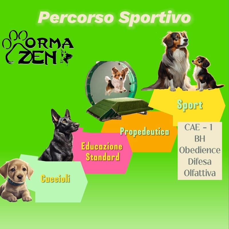 infografica percorso sportivo addestramento del cane
